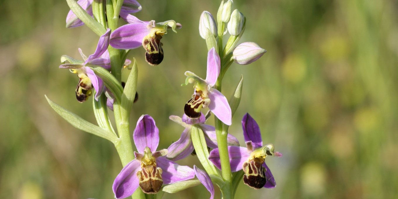 Ophrys abeille (Ophrys apifera) © Nicolas Macaire / LPO